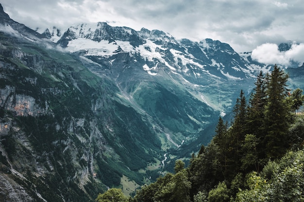 Sneeuwpieken en groen bos in Jungfrau-gebergte Zwitserse Alpen landschap in Zwitserland