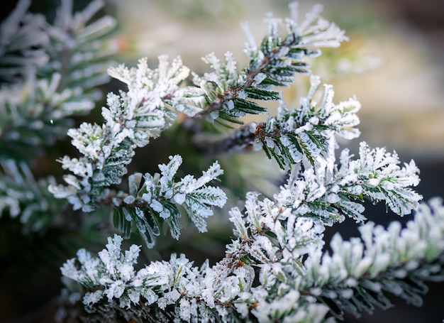 sneeuwrijke groenblijvende bossen