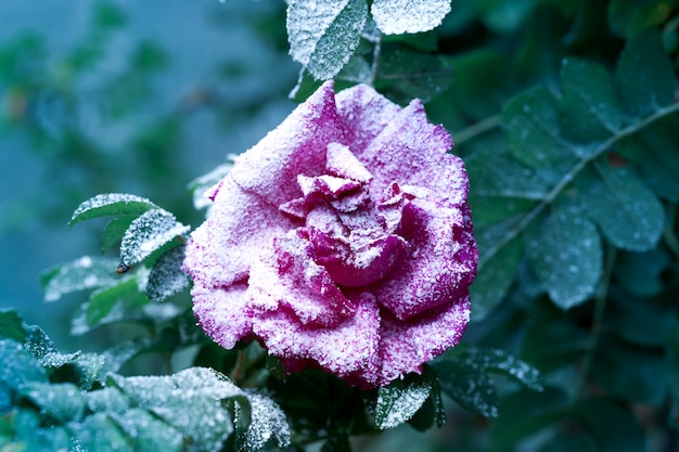 Sneeuwroosstruik met bloem en knoppen de winter eerste sneeuw