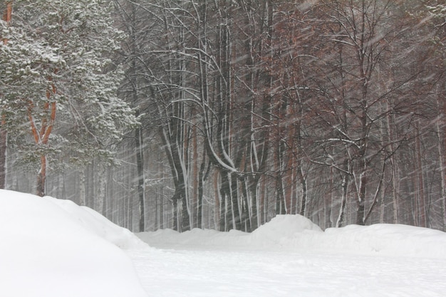 Sneeuwstorm in het winterpark