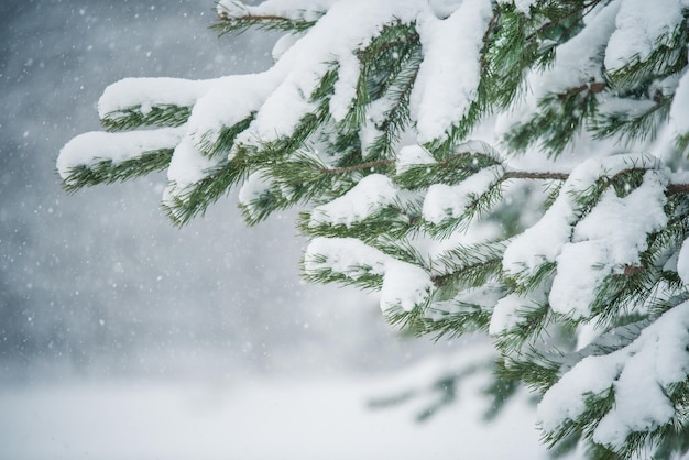 Sneeuwtakken van een dennenboom in de sneeuw in het winterbos