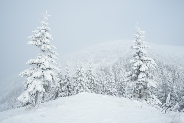 Sneeuwval in de bergen. Winterlandschap met sparrenbos en mist