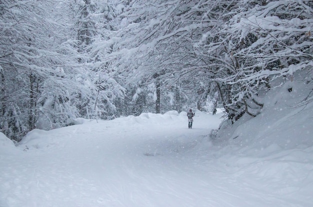 Sneeuwval op bosskihelling in de bergen