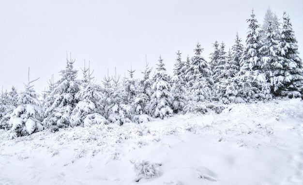 Foto sneeuwveld bedekt met bomen tegen de lucht