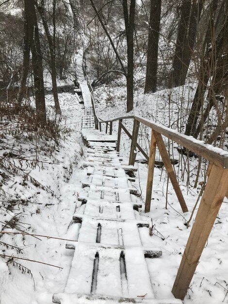 Foto sneeuwveld bedekt met bomen