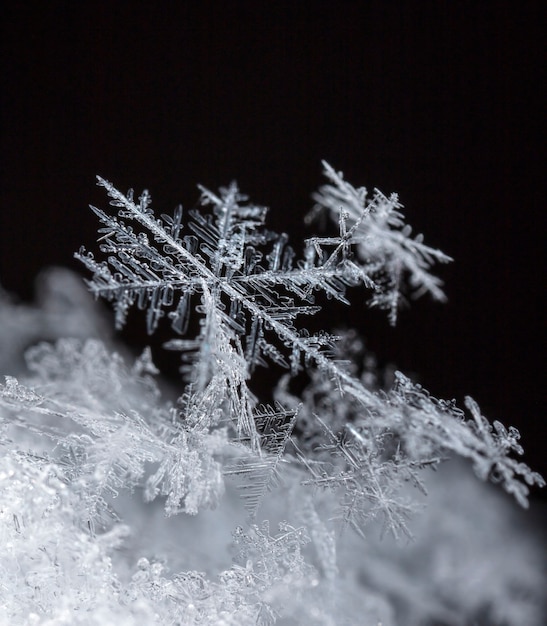 Sneeuwvlok op natuurlijke sneeuwjacht Close-up Kerstmis en winterachtergrond