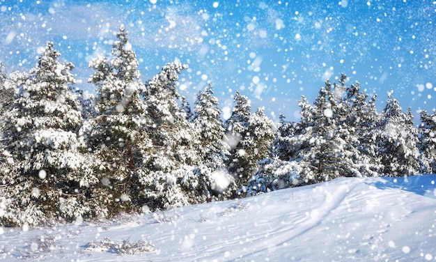 Sneeuwvlokken die uit de lucht vallen Sparren bedekt met rijm en sneeuw Winterbos