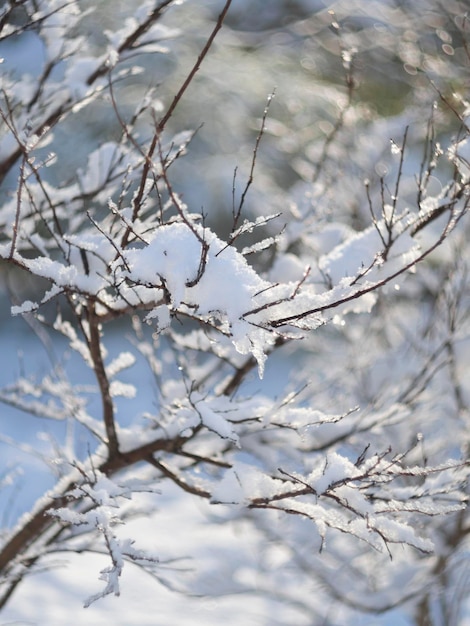 Sneeuwvlokken en dauwdruppels op rozenblaadjes op een bokeh-achtergrond op een zonnige winterdag