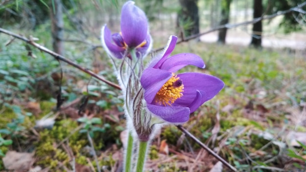 Sneeuwvogel, Violette Bloem