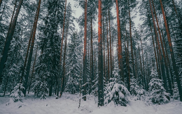 Foto sneeuwvormig dennenbos natuur achtergrond winter vibes