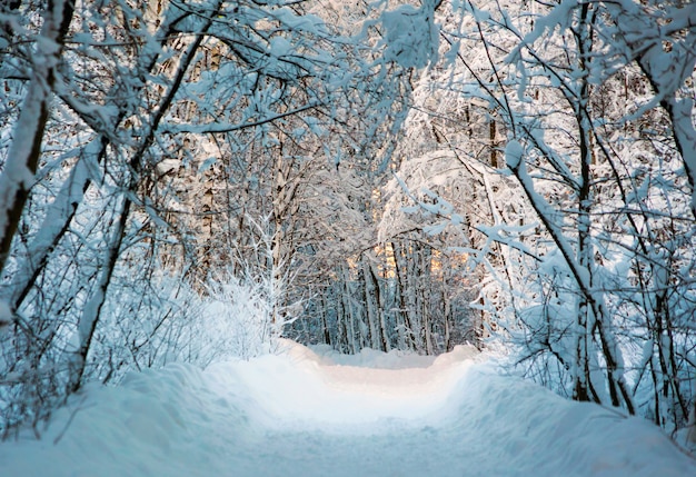 Sneeuwweg in het bos. Winterlandschap.