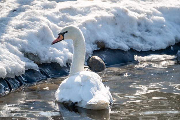 Sneeuwwitje Knobbelzwaan Cygnus olor zwemt in wintermeer Zwanen zijn zeer sierlijke en mooie monogame vogels Witte zwaan die op meer zwemt