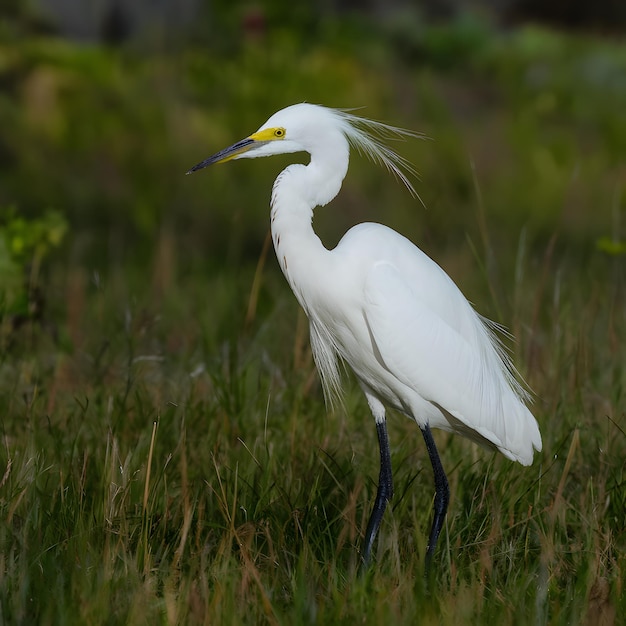 Sneeuwwitte egret elegante vogelsoorten wildlife fotografie voor sociale media Postgrootte