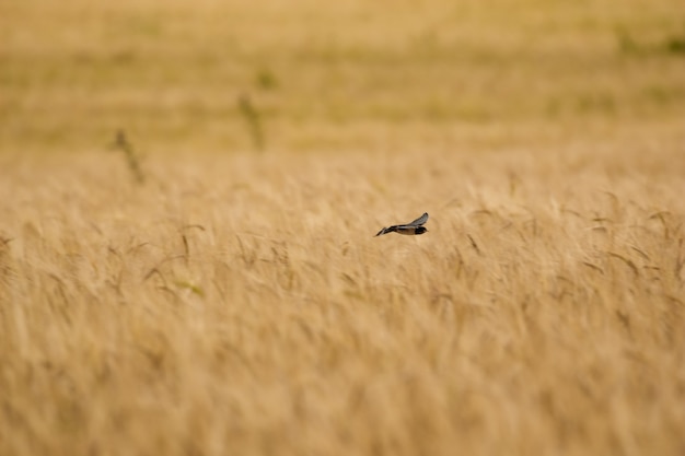 Snel in de natuur over tarwe