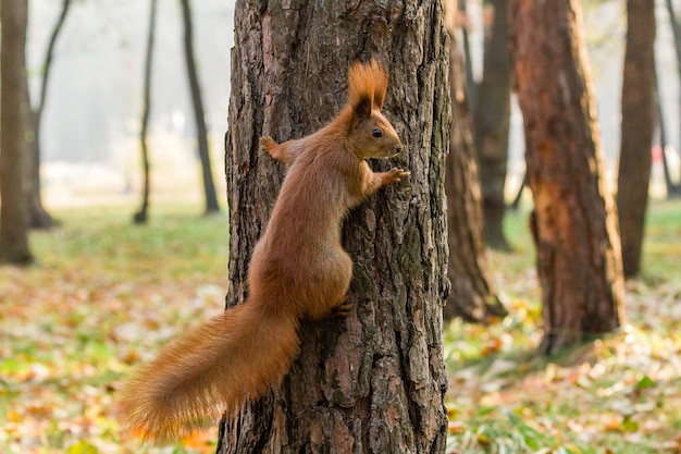 Snelle eekhoorn op zoek naar noten