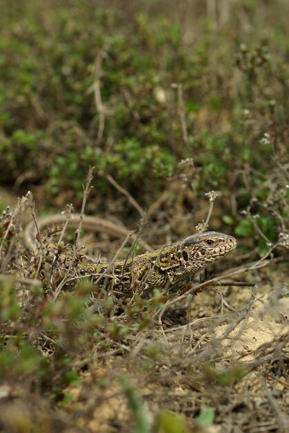 Snelle hagedis close-up