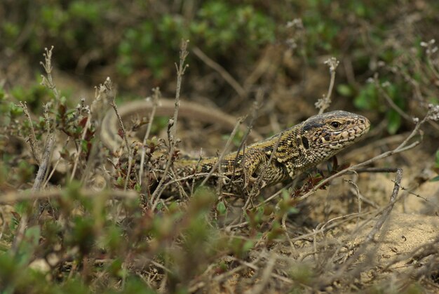 Snelle hagedis close-up