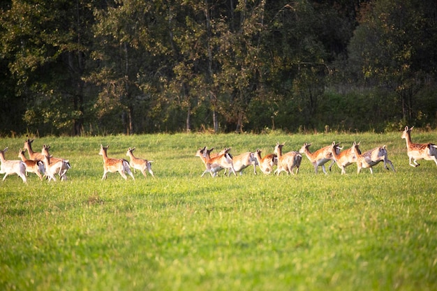 Snelle reeën rennen langs de bosrand