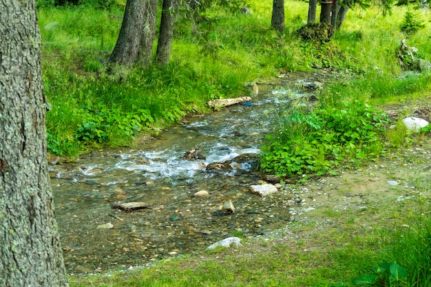 Snelle rivier dichtbij mooi bos in Bucegi-bergen, Roemenië