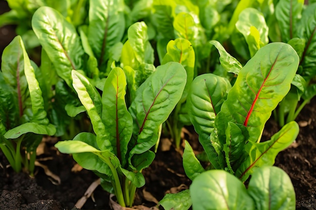 Snijbiet groeit in een stadstuin Tuinbieten en saladebladeren close-up