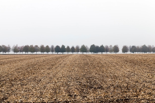 Snijd droge maïsstengels in het veld. Op de achtergrond groeiend aantal bomen in de mist.