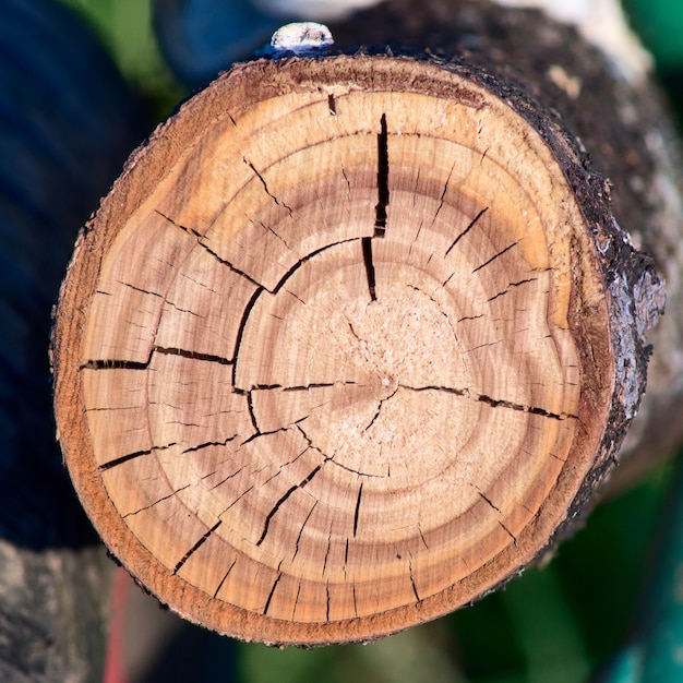 Snijd een boom close-up detail