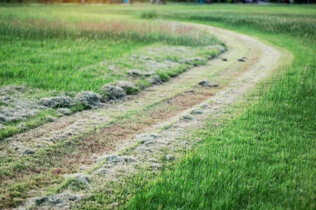 Snijd gras in de tuin.