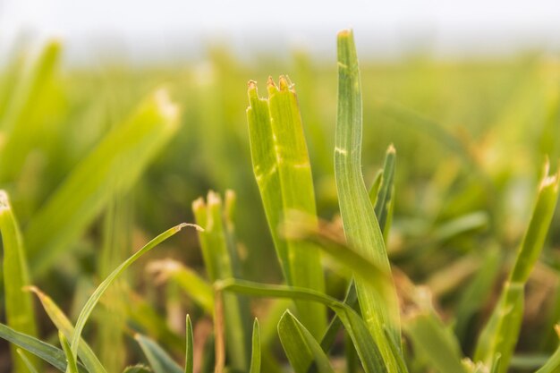 Foto snijd groen gras dat op het veld groeit op een zomerdag.