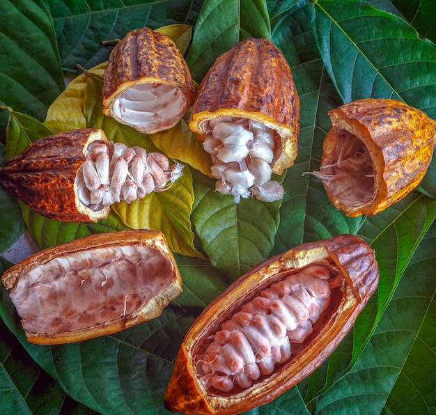 Snijd in halfrijpe cacaopeulen of gele cacaovrucht Oogst cacaozaden op een groen cacaoblad