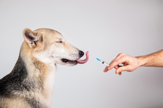 Snijd man hand in paarse handschoenen die vaccinatie maken aan bastaardhond met een spuit op grijze achtergrond