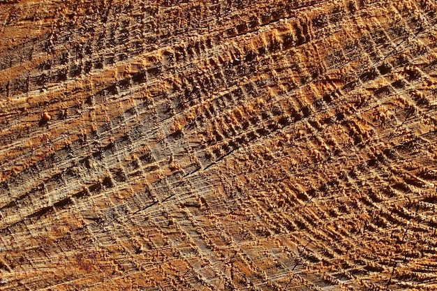 Snijden stam van een boom close-up