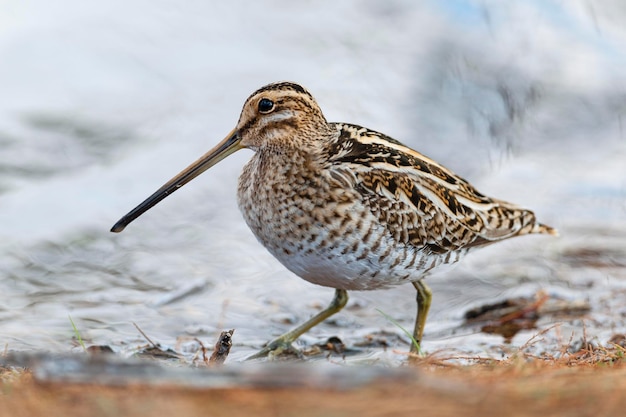 Snipe Gallinago gallinago Malaga Spain