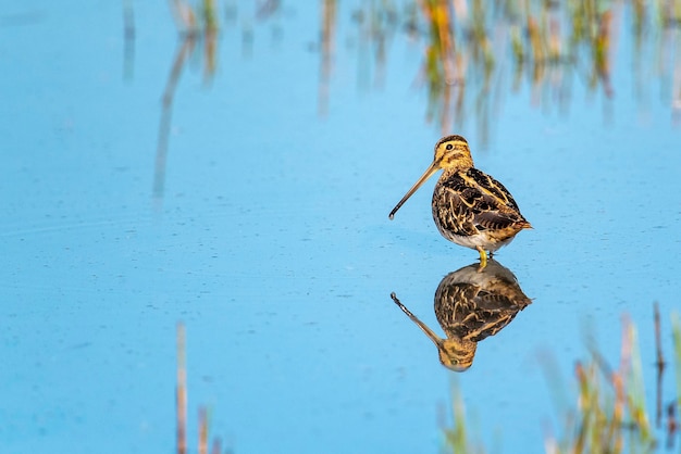 Snipe Gallinago gallinago Malaga Spain