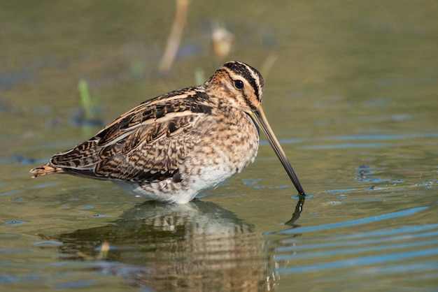 Snipe (Gallinago gallinago) in the pond