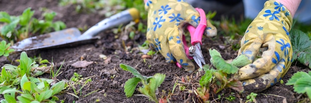 Snoeien in de lente en wieden van aardbeistruiken. vrouwen handen in tuinhandschoenen