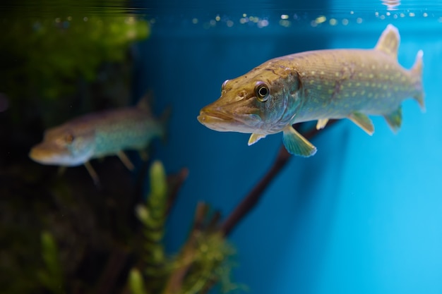 Snoek of Esox lucius vis in openbaar aquarium van Sint-Petersburg in Rusland.