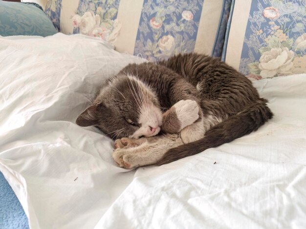 Snoozing Cat on Sofa with Yarn