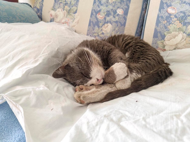 Snoozing Cat on Sofa with Yarn