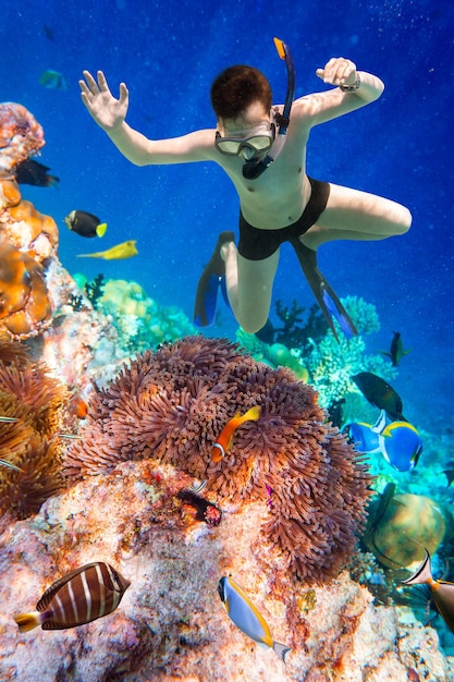 脳サンゴに沿ってダイビングするシュノーケラー。モルディブインド洋のサンゴ礁。