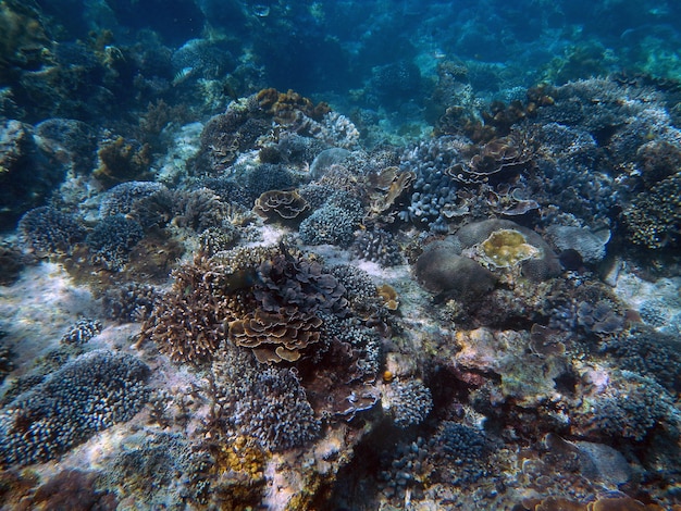 シュノーケリング、バリ島、インドネシア