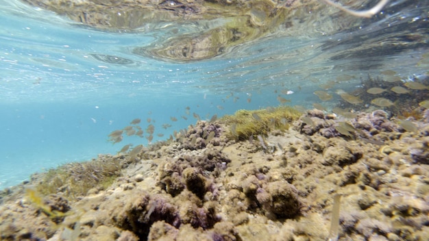 シチリア島の地中海でシュノーケリング