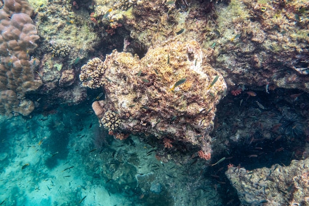 Snorkeling watching school fish swimming on coral reefs under the Andaman sea