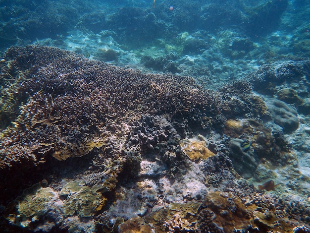 Snorkeling under water on Bali island, Indonesia
