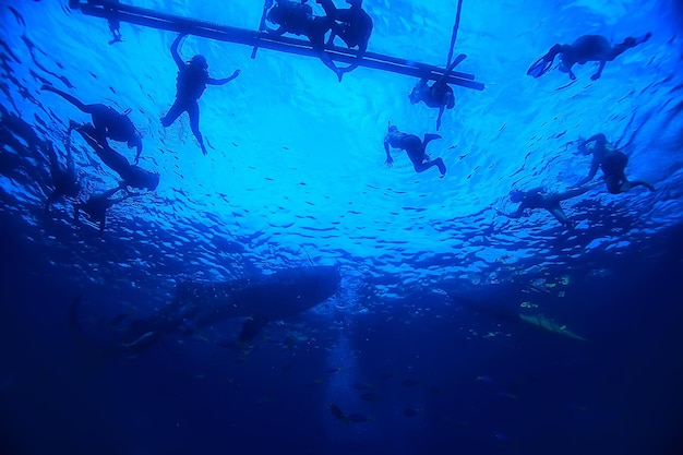 snorkeling whale shark / Philippines, diving with sharks, underwater scene