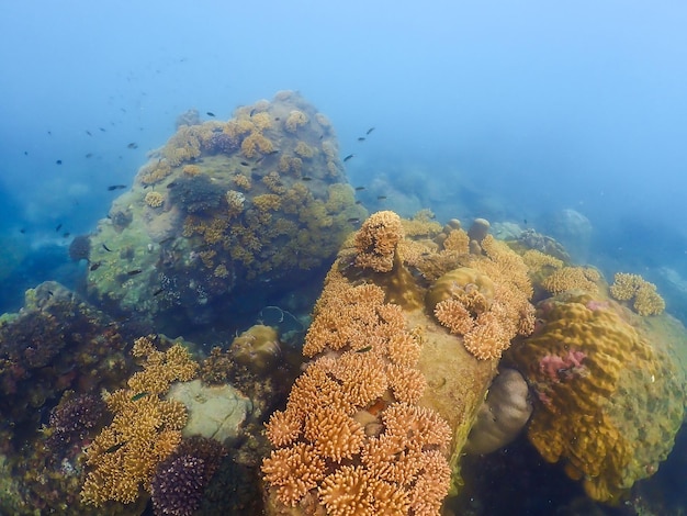 snorkeltocht bij Samaesan Thailand duiken onder water met vissen in het koraalrif zee zwembad