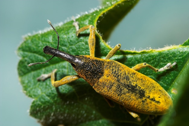 鼻カブトムシ（Lixus angustatus）