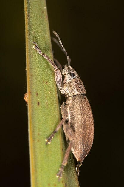 鼻カブトムシ