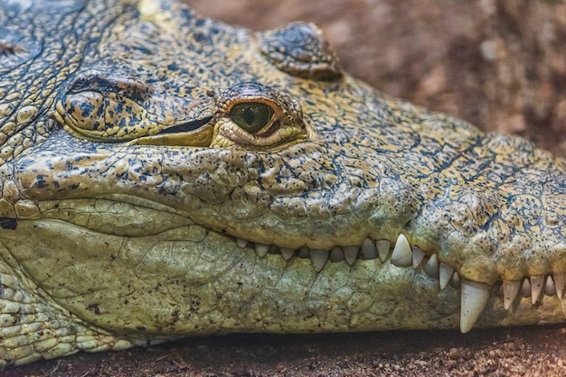 Snout of a crocodile