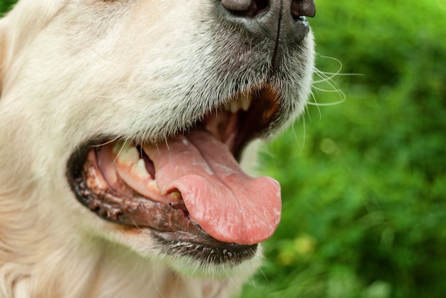 Snout of labrador retriever,open mouth - selective focus, close\
up