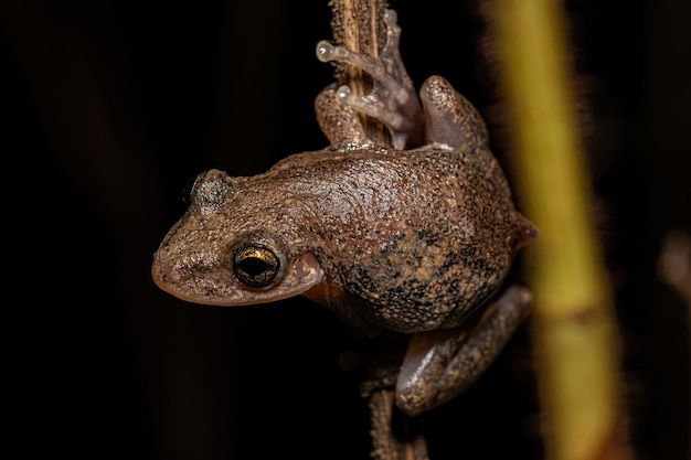 Snouted Tree Frog